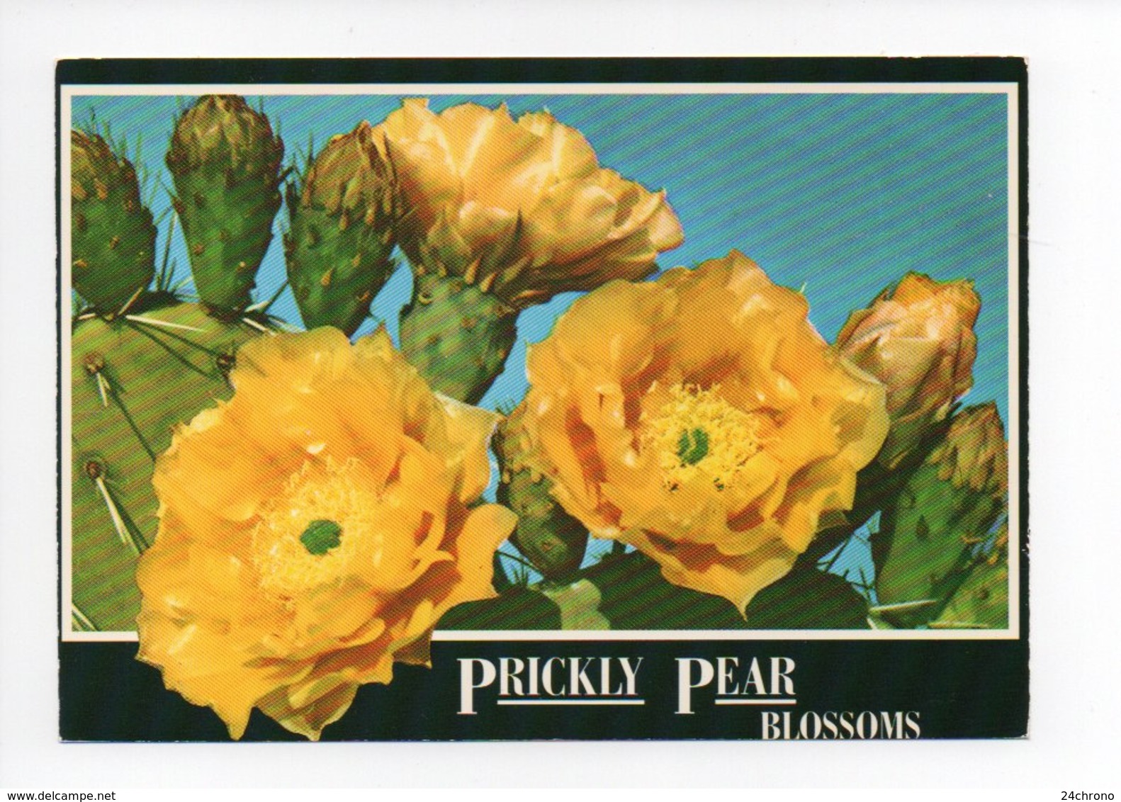 Etats Unis: Prickly Pear Blossoms, Cactus, Opuntia Engelmannii (18-2790) - Cactus