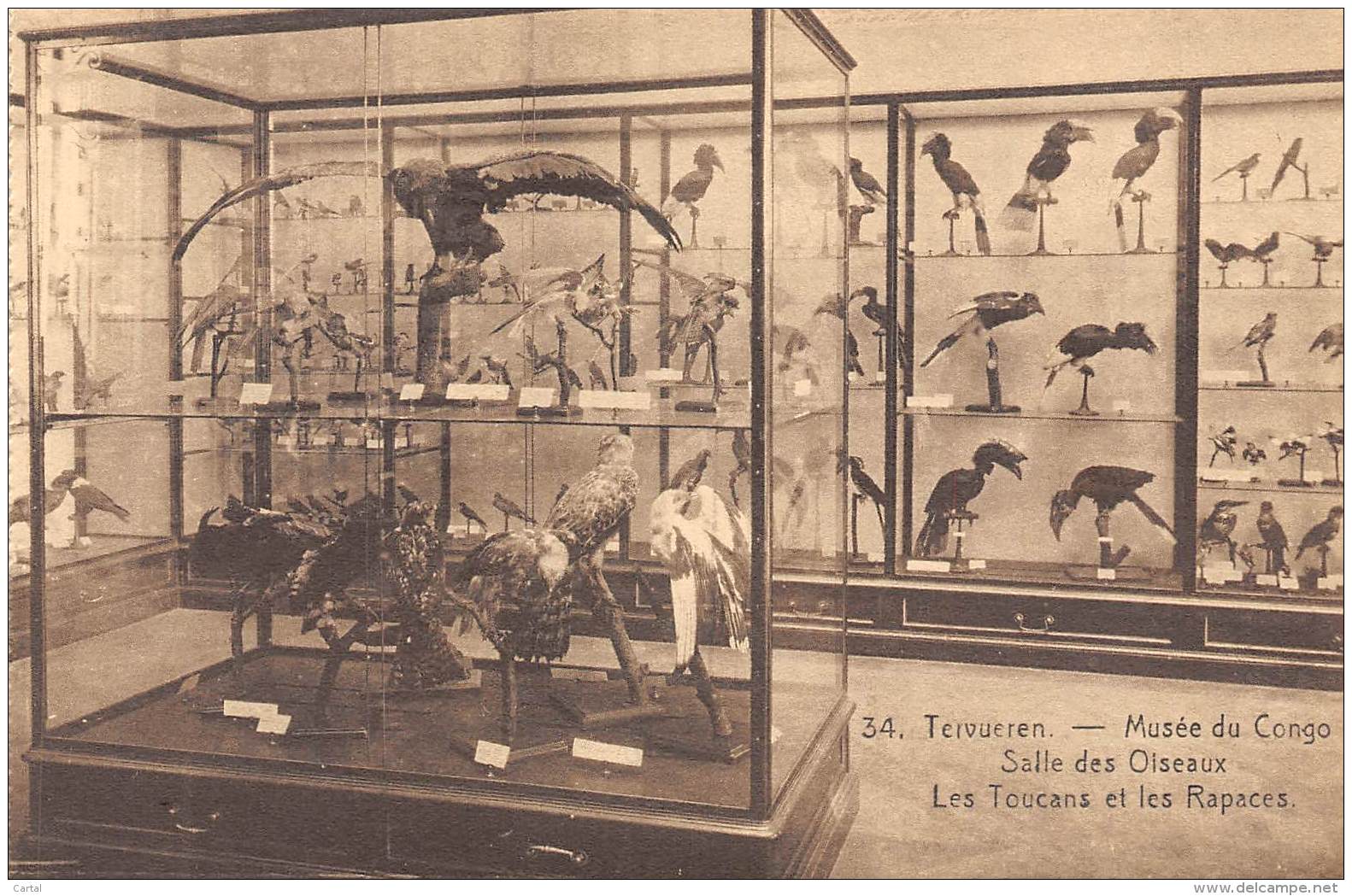 TERVUEREN - Musée Du Congo - Salle Des Oiseaux - Les Toucans Et Les Rapaces - Tervuren