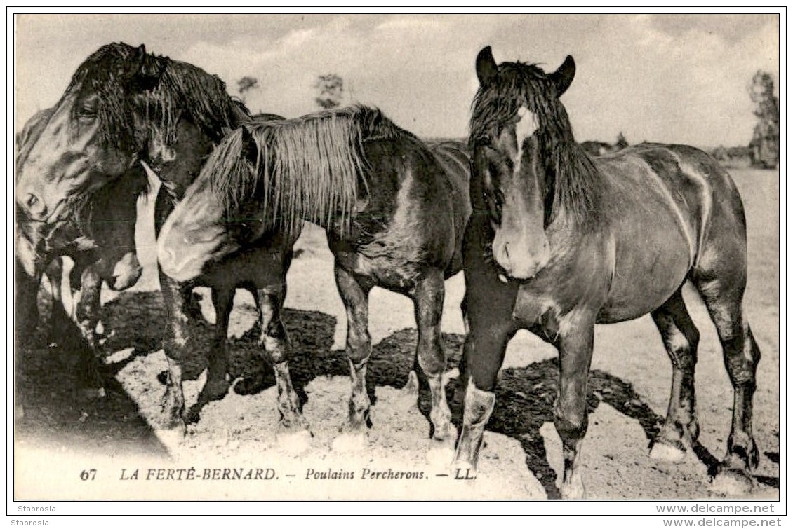 D72  LA FERTE- BERNARD  Poulains Percherons   ..... - La Ferte Bernard