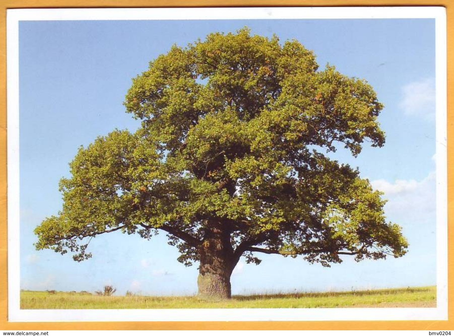 2018 Moldova Moldova "Main Types Of Trees In Moldova": Oak Used - Moldavië