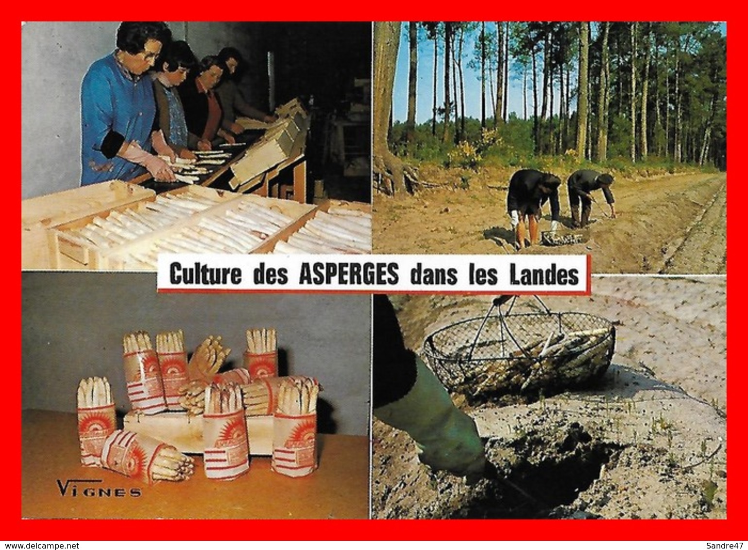 CPSM/gf  (40)  Culture Des Asperges Dans Les Landes, Multivues...H440 - Cultivation