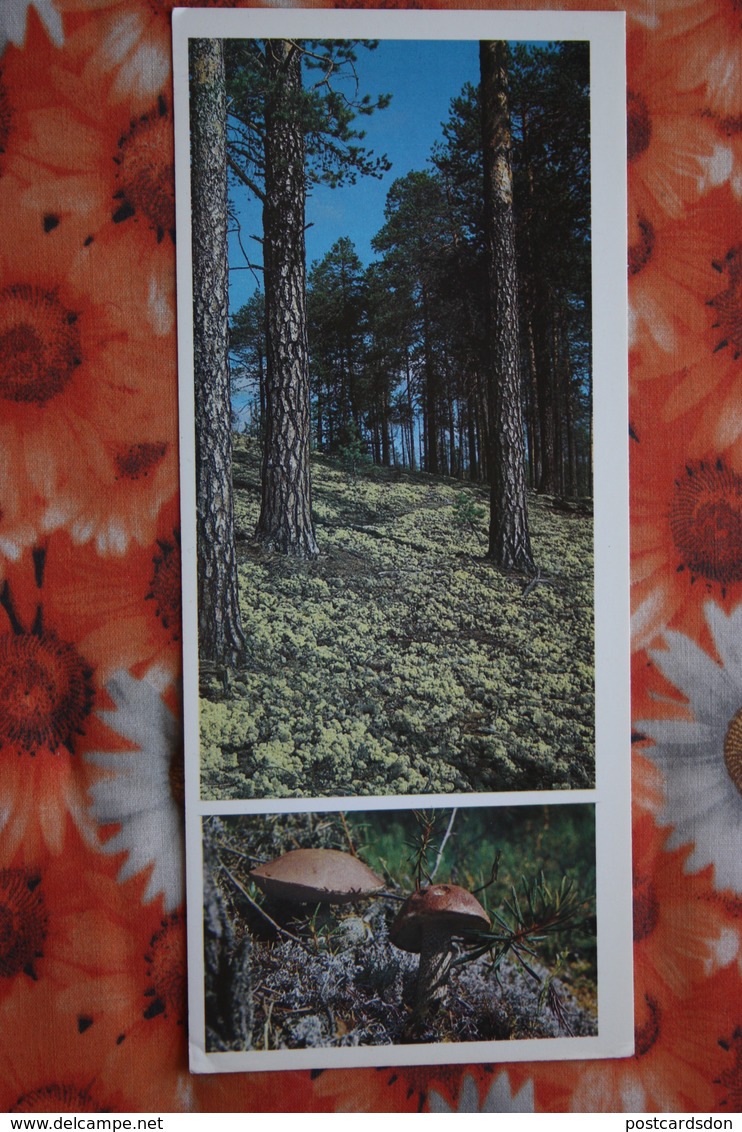 Old USSR Postcard. Pechoro Ilichevski Biosphere Reserve - Mushroom - 1970s - RARE! - Funghi