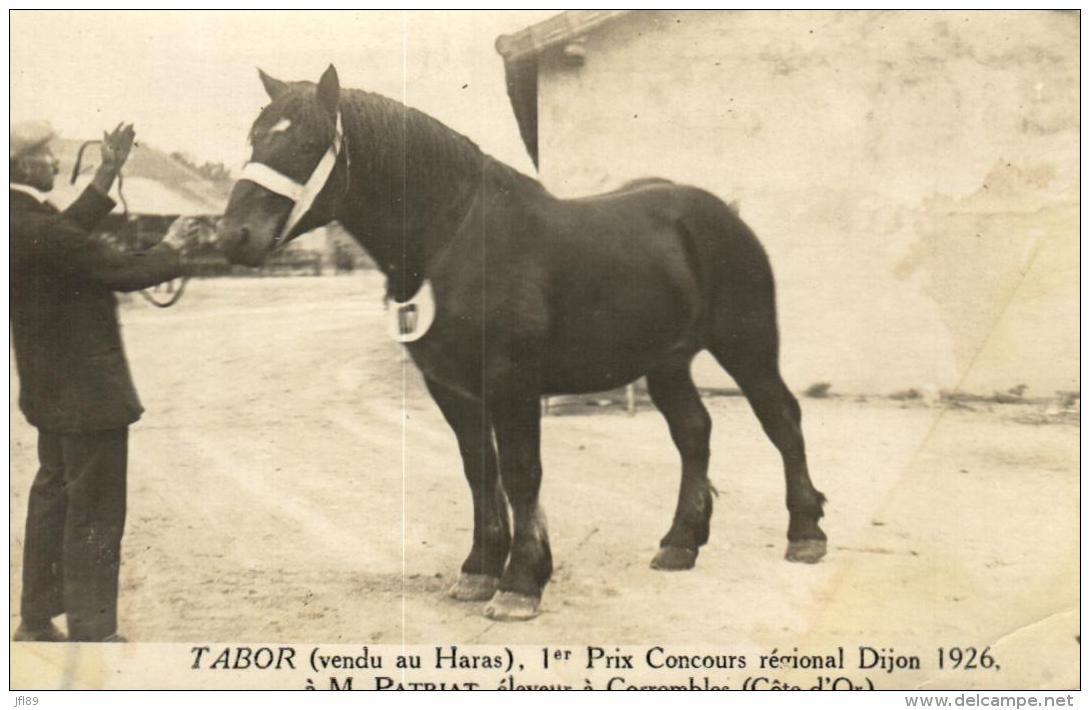 B 9672 - " Tabor"   1er Prix Concours Régional   Dijon (1926)  Vendu A M. Patiriat  Eleveur à Corrombles (21) - Chevaux