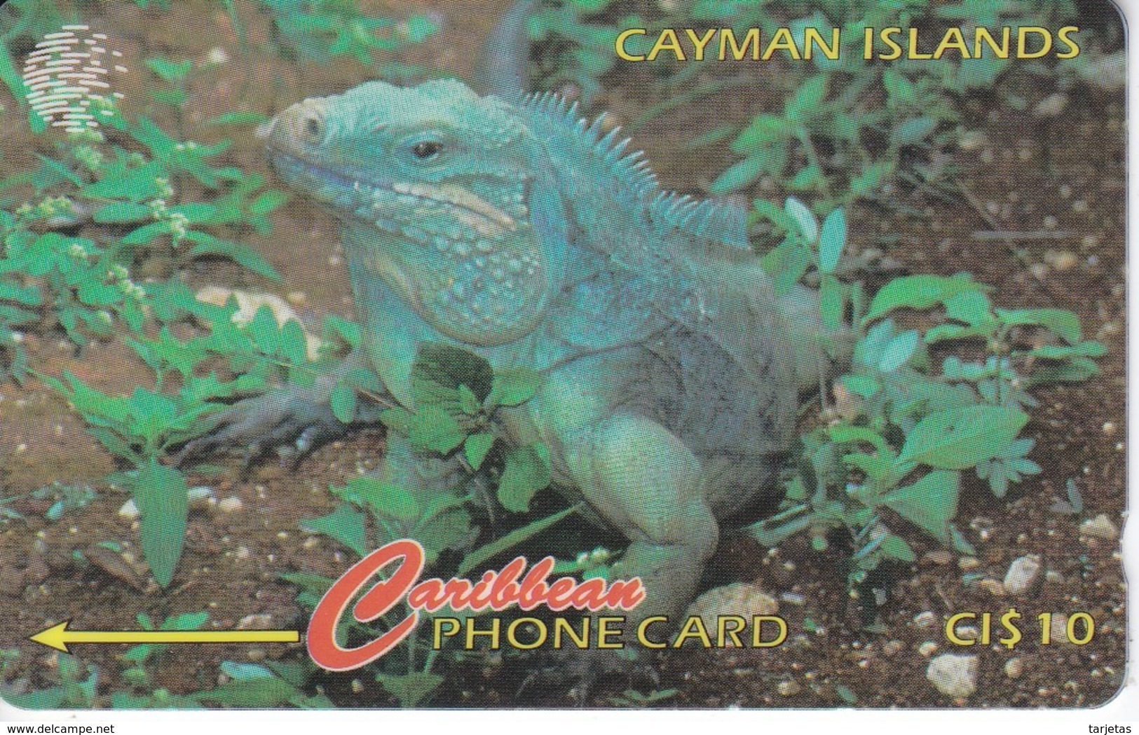 TARJETA DE ISLAS CAYMAN DE UNA IGUANA (13CCIB) - Islas Caimán