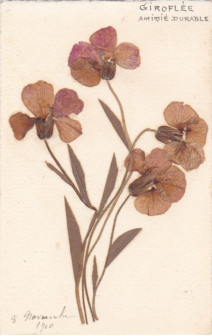 CPA  Faite à La Main Sur CANSON  Collage De FLEURS Naturelles  GIROFLEE Amitié Durable Timbre 1910 - Sonstige & Ohne Zuordnung