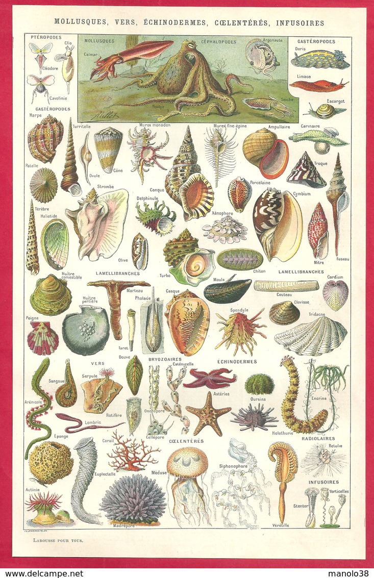 Mollusque, Ver, échinoderme, Cœlentéré, Infusoire, Illustration Adolphe Millot, Larousse 1908 - Autres & Non Classés