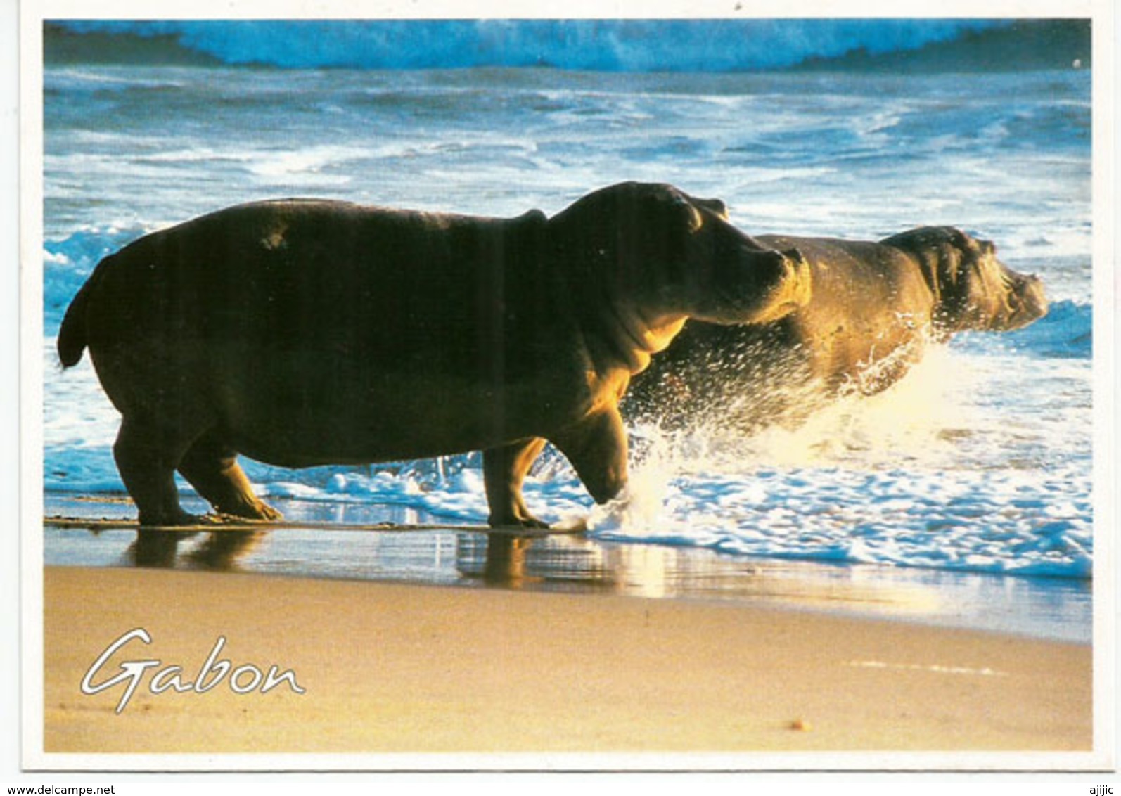 Hippopotames Sur La Plage Au Cap Lopez Du Gabon,  Carte Postale écrite Au Verso - Hippopotames