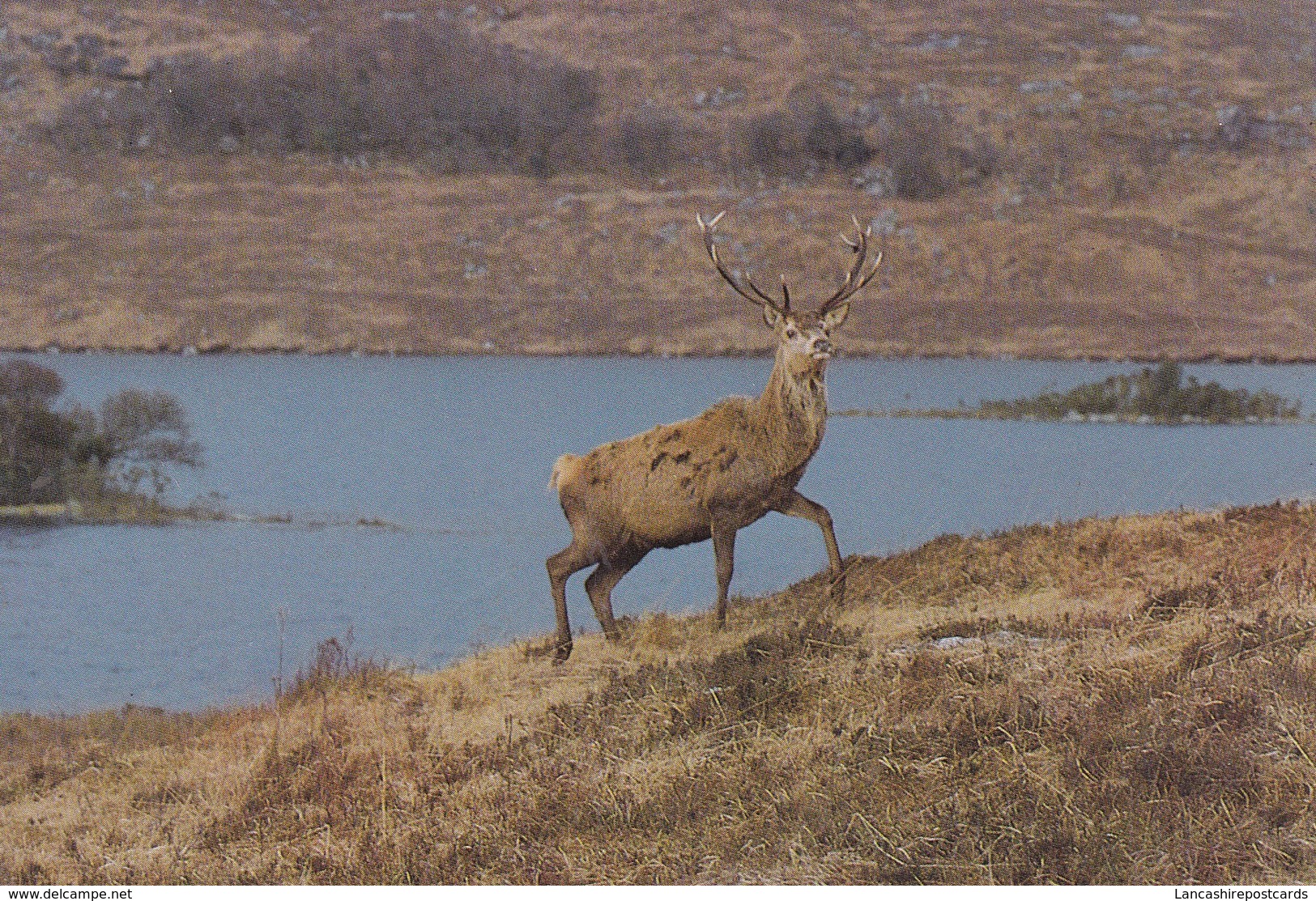 Postcard Red Stag [ Deer ] In Winter Glenveagh National Park Co Donegal Ireland My Ref  B23049 - Other & Unclassified