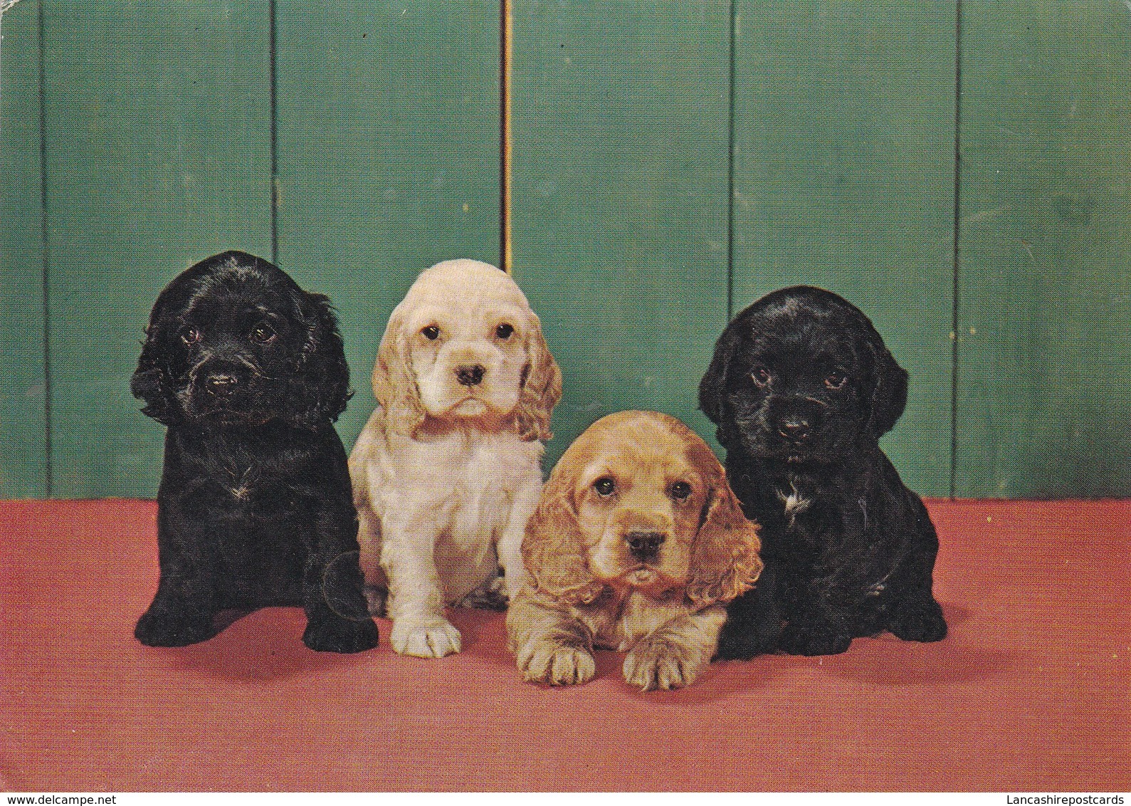 Postcard Puppy Dogs By John Hinde My Ref  B23053 - Dogs