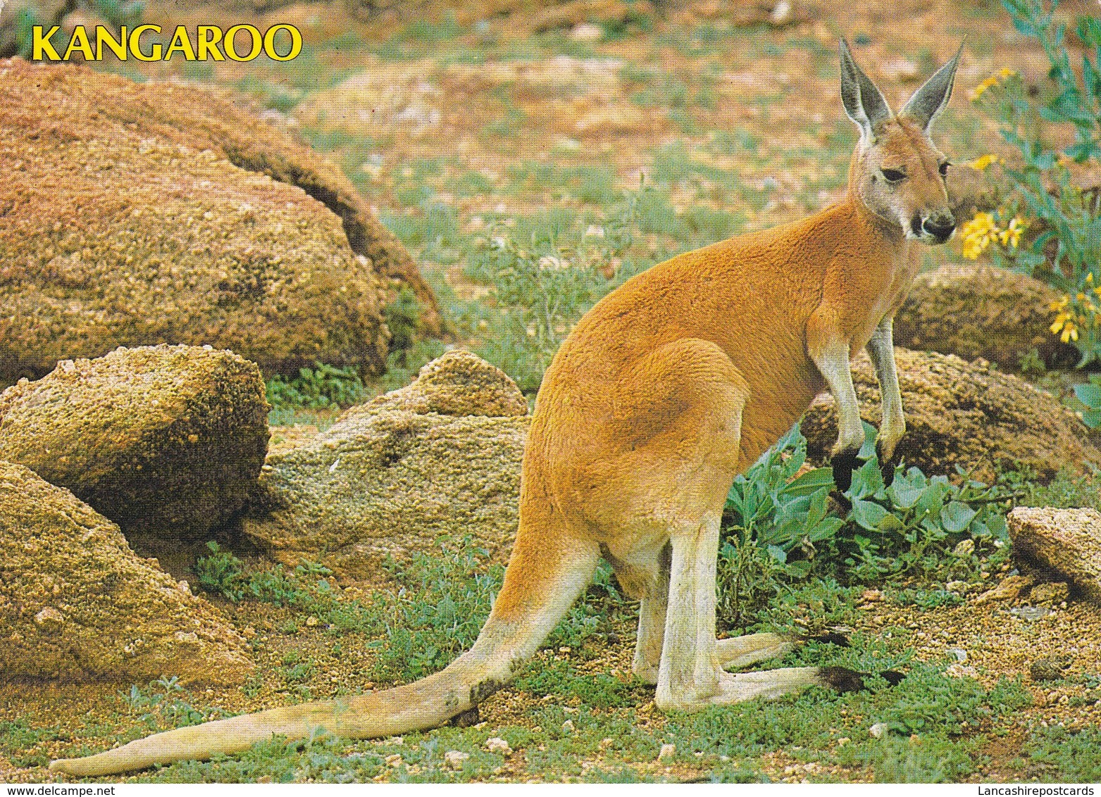 Postcard Australian Kangaroo My Ref  B23056 - Other & Unclassified