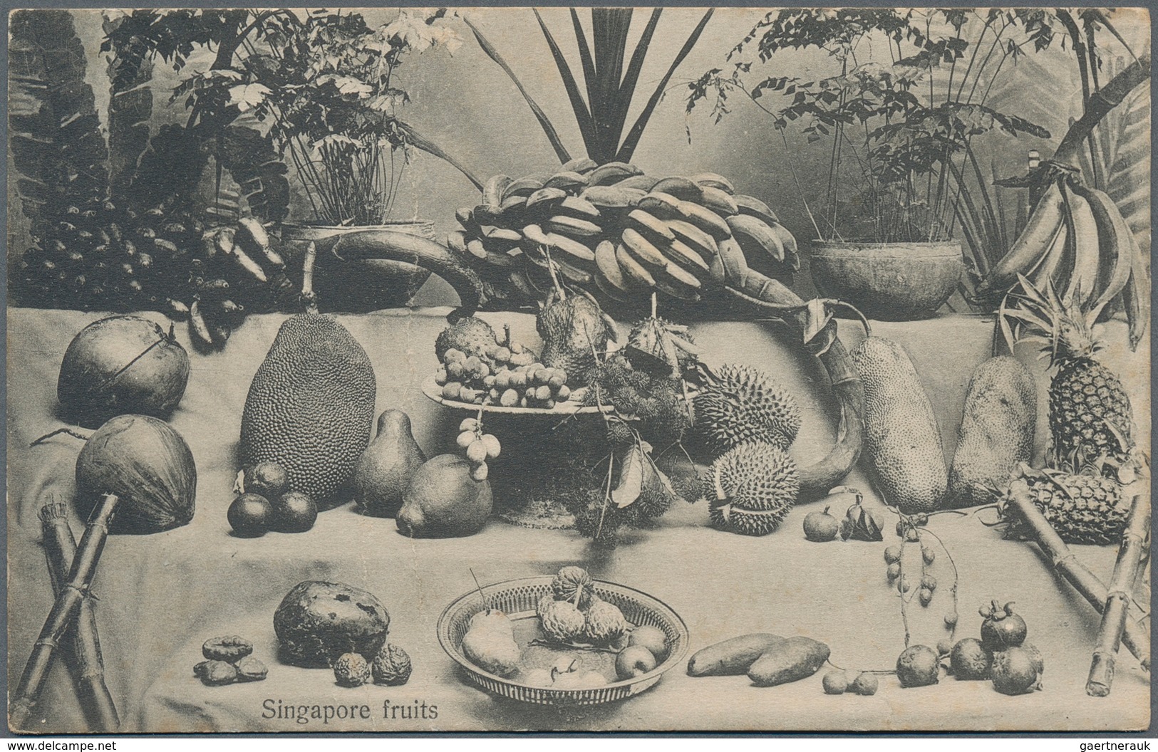 Singapur: 1917, On Active Service, Stampless Picture Postcard "Singapore Fruits", Sent With Cds SING - Singapour (...-1959)