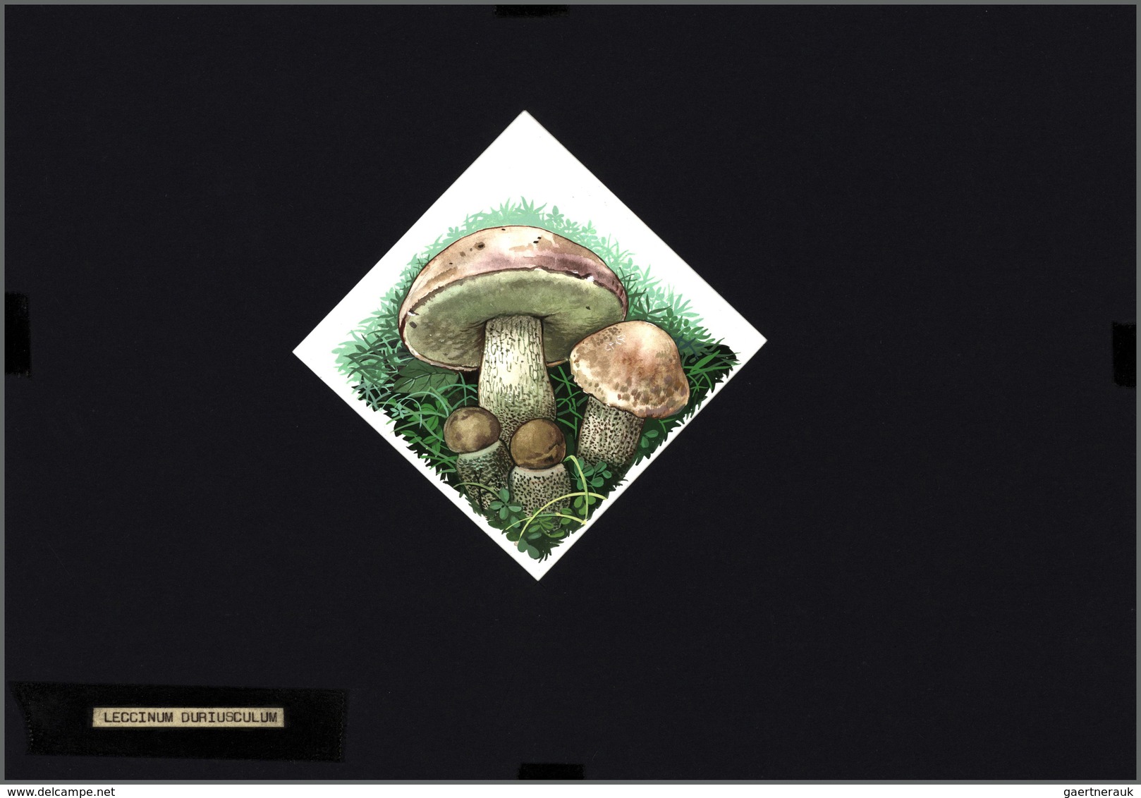 Thematik: Pilze / Mushrooms: 1994, MOLDOVA: Mushrooms Set Of Six Different Original HANDPAINTED ARTW - Champignons