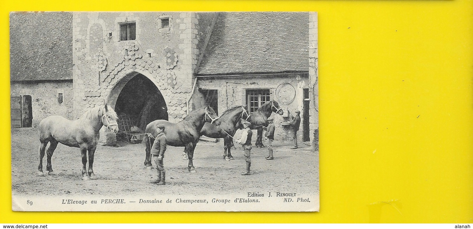 Domaine De Champeaux Groupe D'Etalons (Renoult ND Phot) Orne (61) - Autres & Non Classés