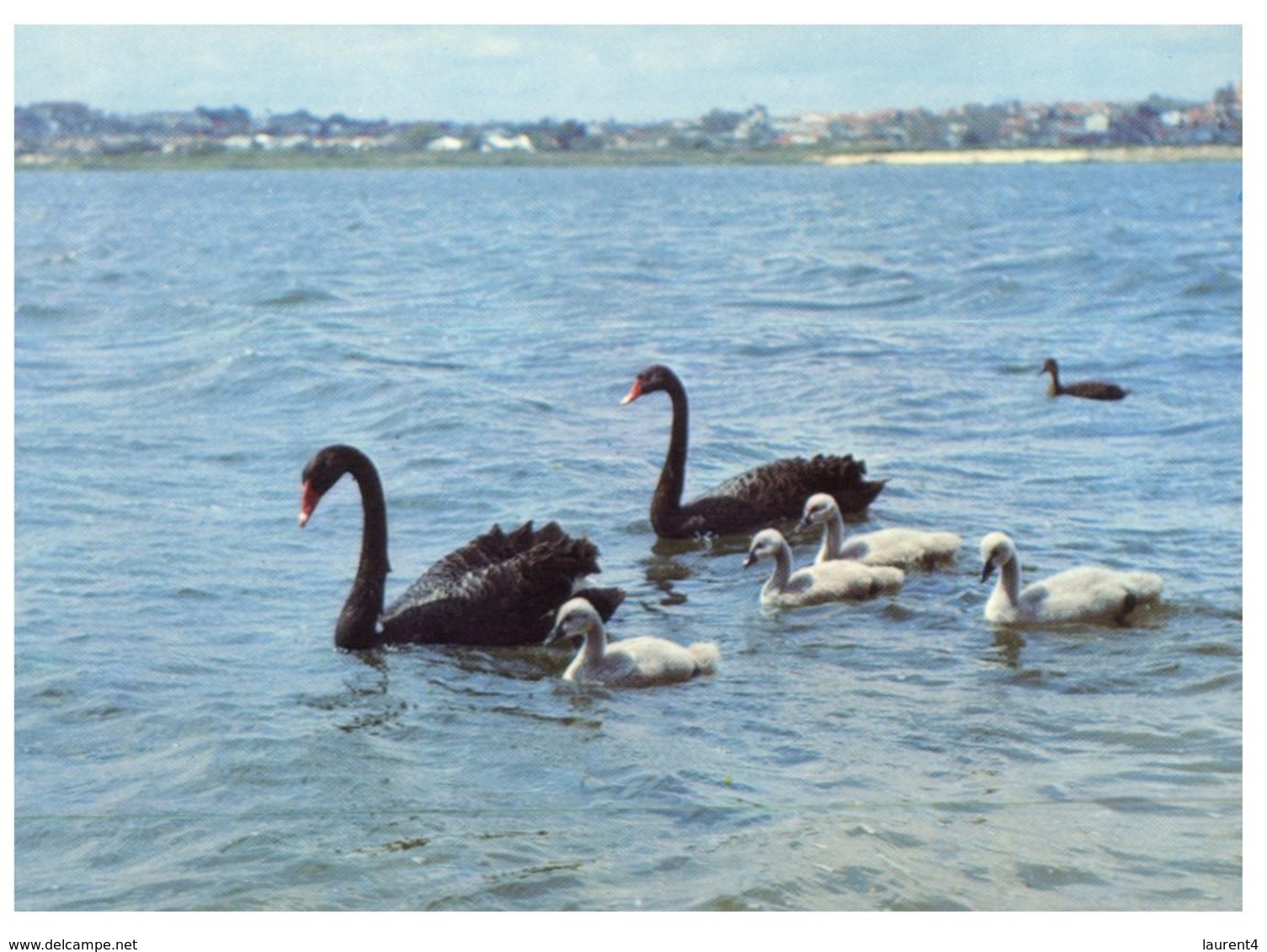 (100) Australia - Black Swan (WA) - Oiseaux
