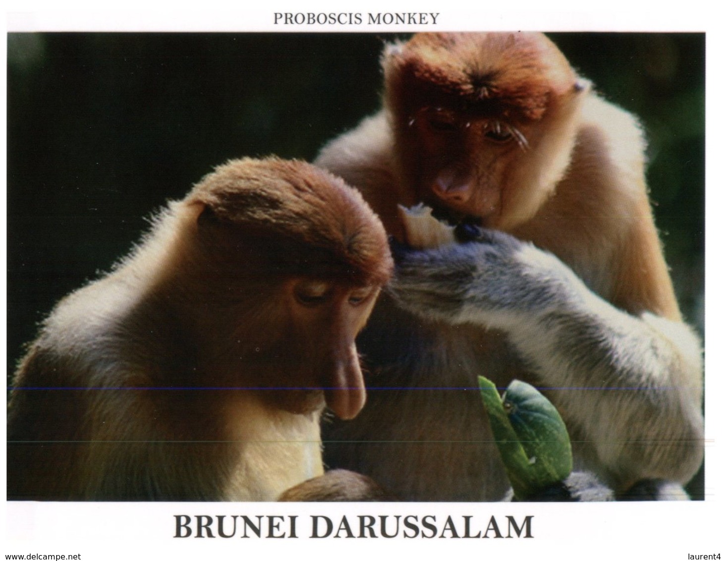 (777) Brunei Darrusalam - Probiscis Monkey - Brunei