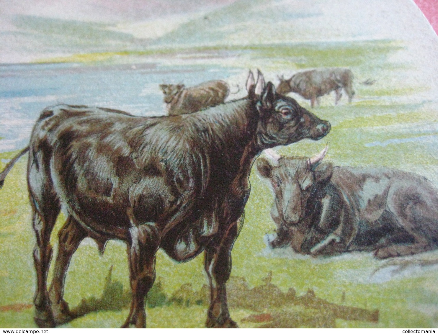 0689A  Liebig 689A 1 Trade Card -  RRR -  Types Of Cattle , KERRY Palette Shaped Cards LEMCO Litho Advertising Chromo - Liebig