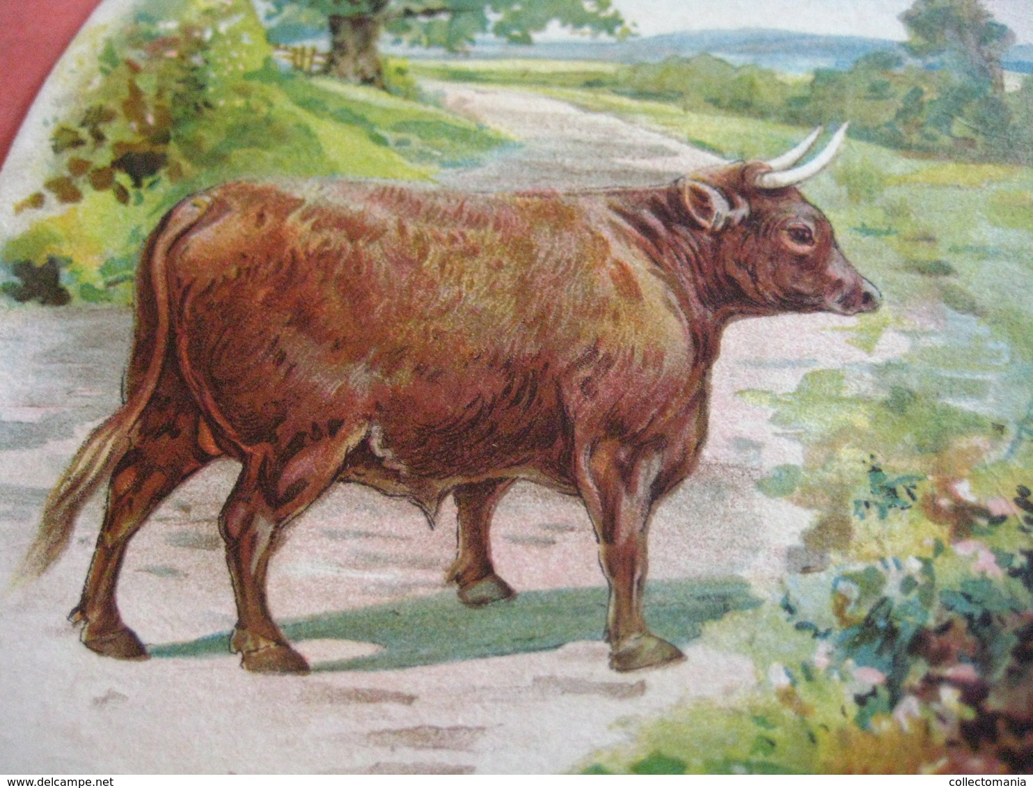 0689A  Liebig  689A, 1 Trade Card,  RRR, Types Of Cattle : DEVON  Palette Shaped Cards Advertising Litho LEMCO R3 - Liebig