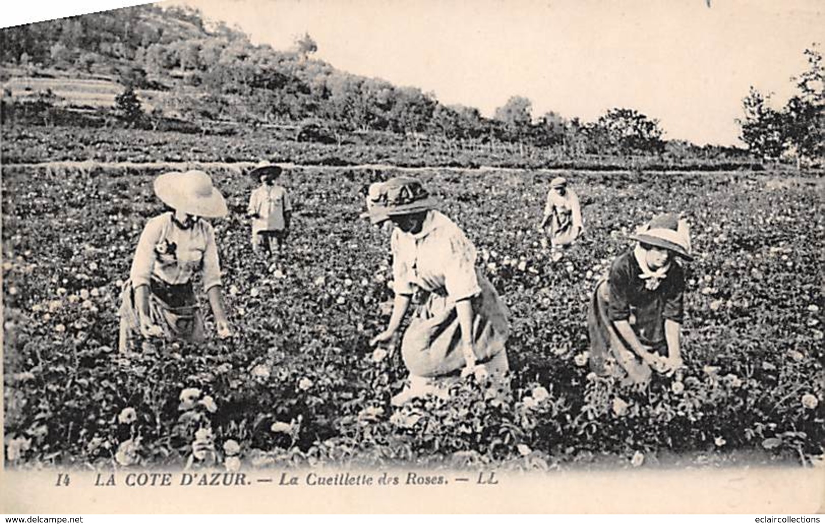 Côte D'Azur        06      La Cueillette Des Roses       (voir Scan) - Altri & Non Classificati