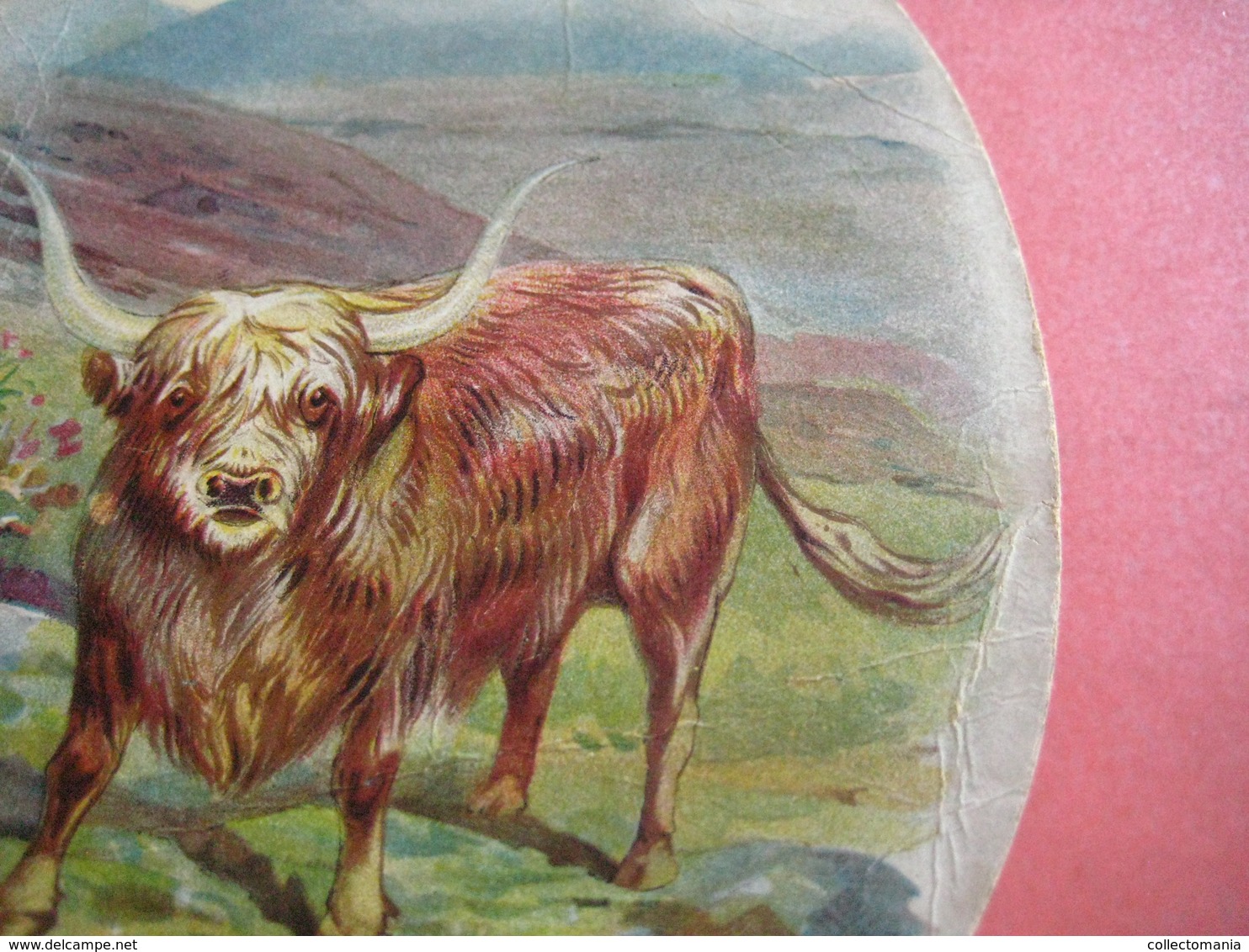 0689A  Liebig  689A, 1 Trade Card,  RRR, Types Of Cattle : HIGHLAND  Palette Shaped,  Advertising Litho LEMCO R3 C1901 - Liebig