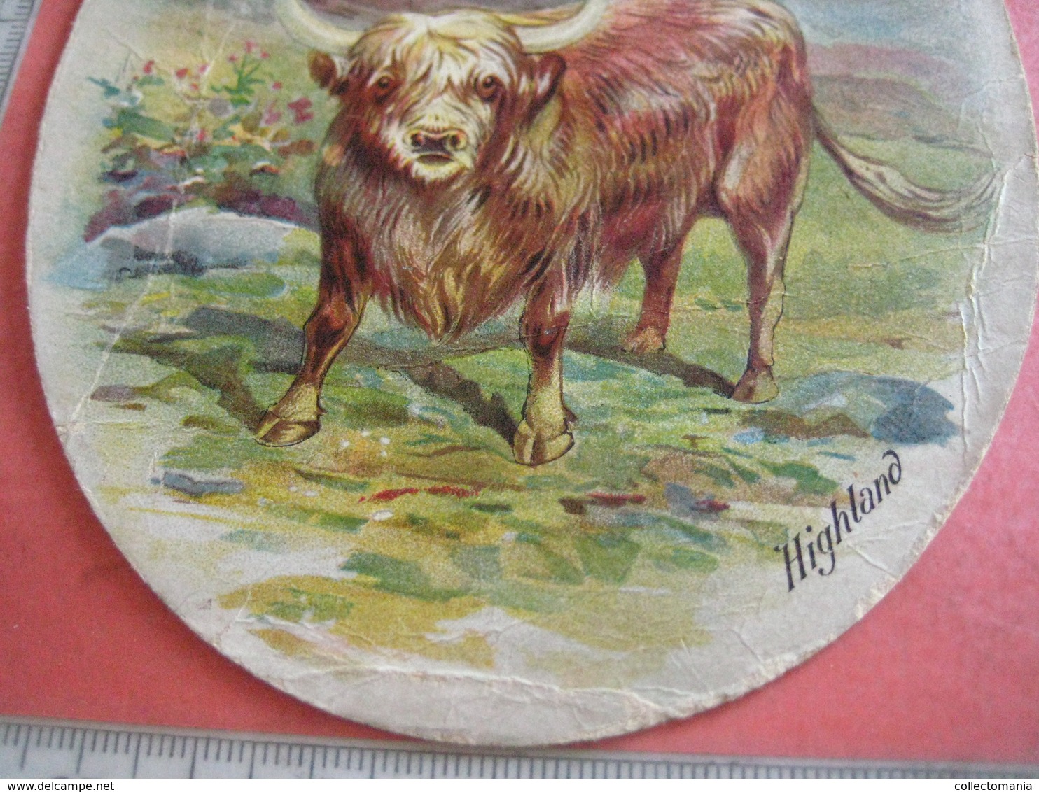 0689A  Liebig  689A, 1 Trade Card,  RRR, Types Of Cattle : HIGHLAND  Palette Shaped,  Advertising Litho LEMCO R3 C1901 - Liebig