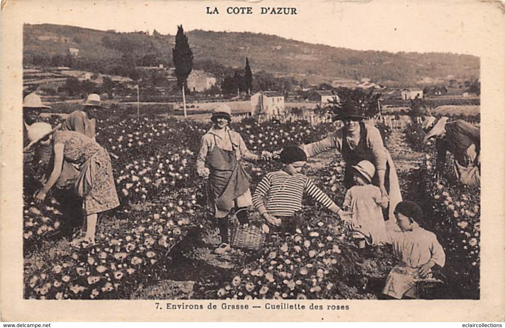 Grasse       06     Environs De... La Cueillette Des Roses        (voir Scan) - Grasse