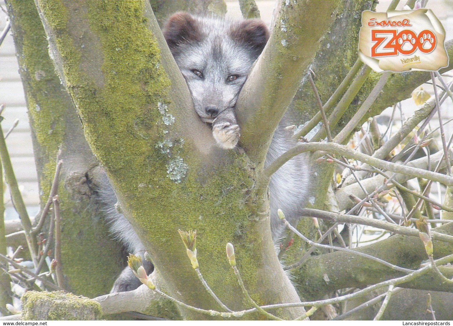 Postcard Exmoor Zoo Arctic Fox In Tree  My Ref  B23075 - Other & Unclassified