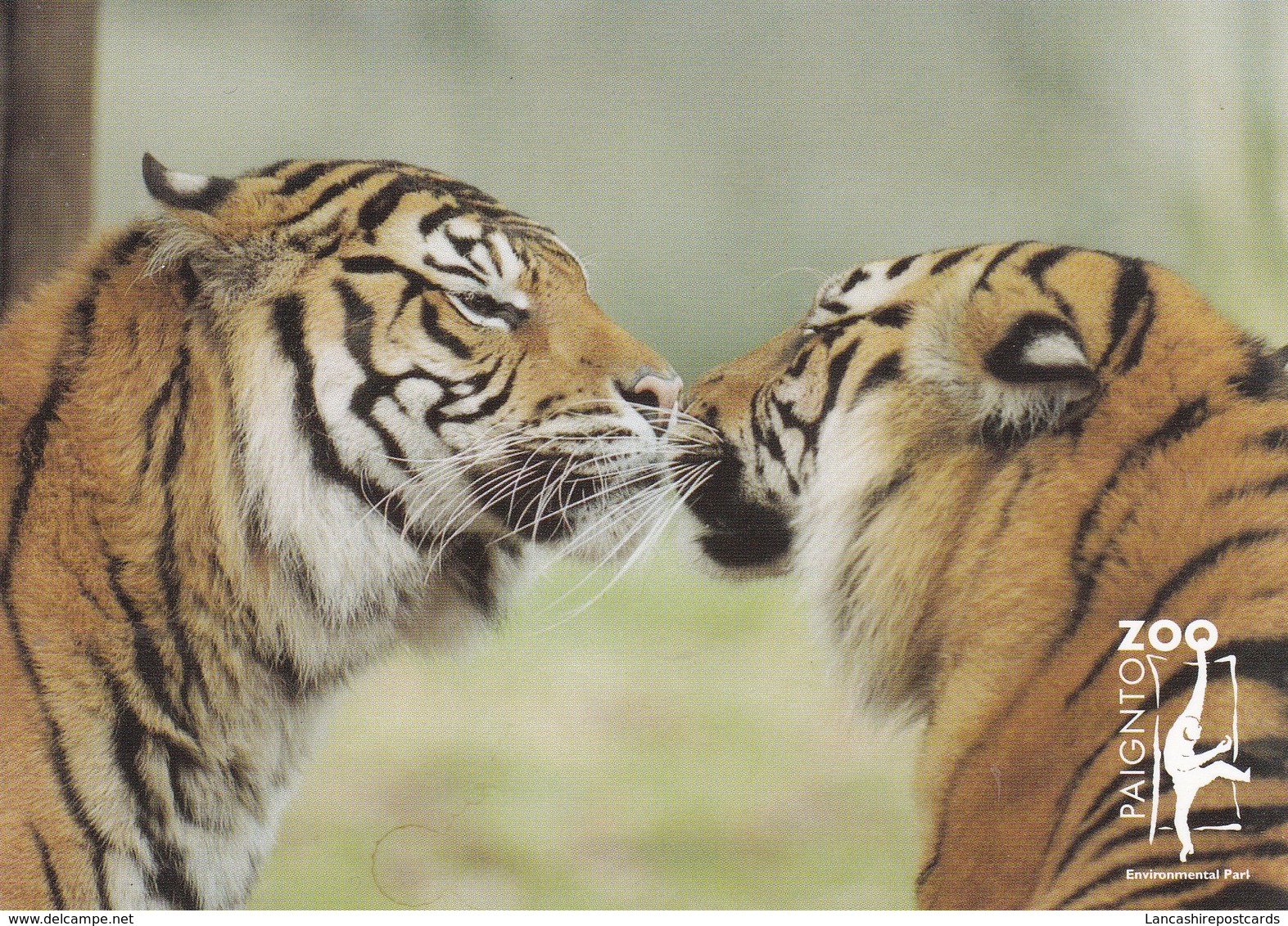 Postcard Paignton Zoo Sumatran Tigers [ Big Cats ] My Ref  B23080 - Tigers