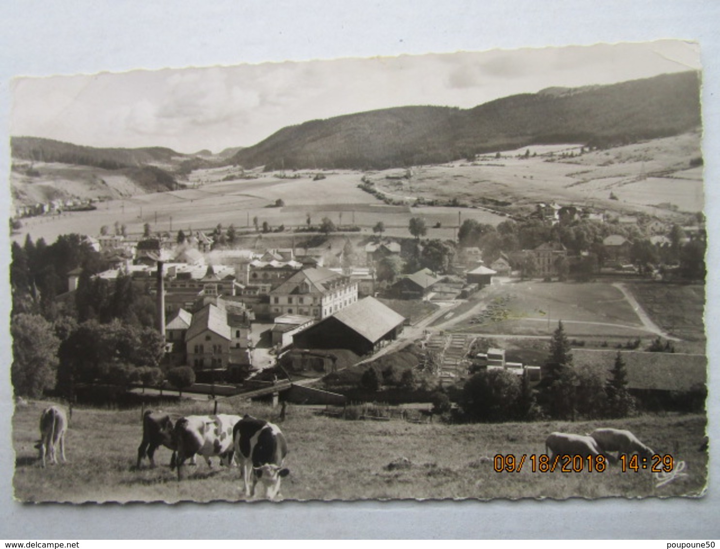 CP 25 PONTARLIER - Panorama La Chocotaterie Usine  Nestlé Kohler - Les Vaches Au Paturage - Pontarlier