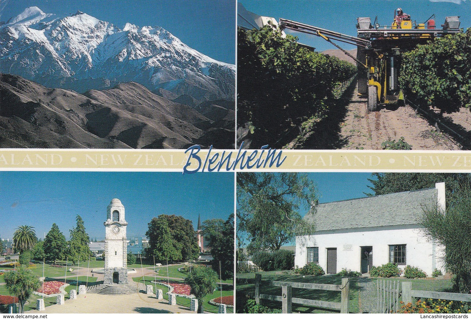 Postcard  New Zealand Blenheim Marlborough Grape Harvesting Seymour Square Cobb Cottage PU 1998 My Ref  B23108 - Nieuw-Zeeland