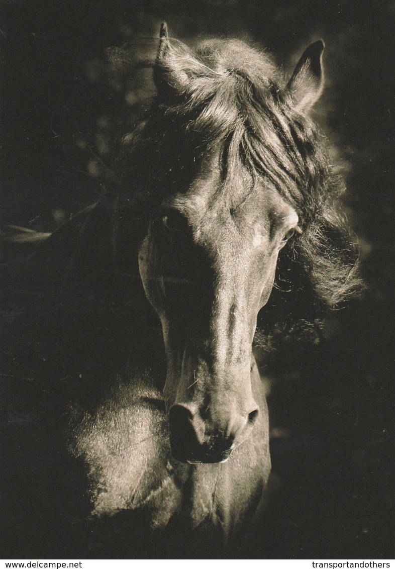 REALLY BEAUTIFUL BLACK AND WHITE HORSE POSTCARD - Pferde