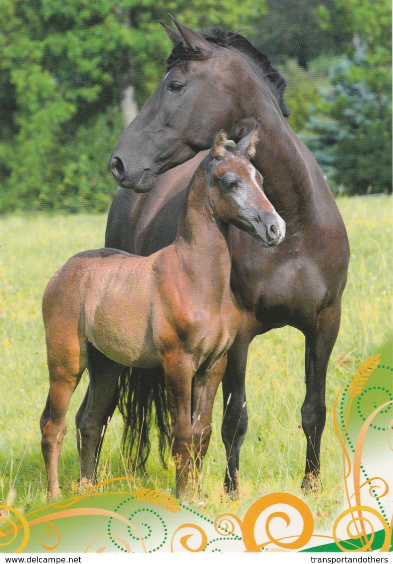 BEAUTIFUL MARE WITH HER FOAL - Pferde