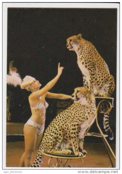 CALENDAR Russia USSR 1982 Circus, Leopards - Formato Piccolo : 1981-90