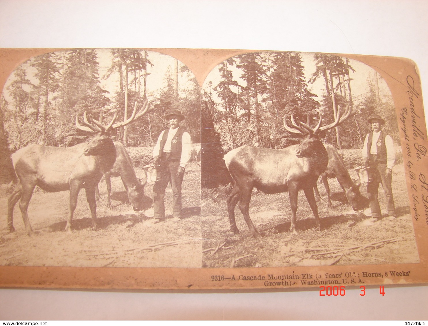 Carte Photo Stéréoscopique - Amérique - Etats Unis - Washington - Cascade Mountain Elk - 1898 - SUP (AW 57) - Autres & Non Classés