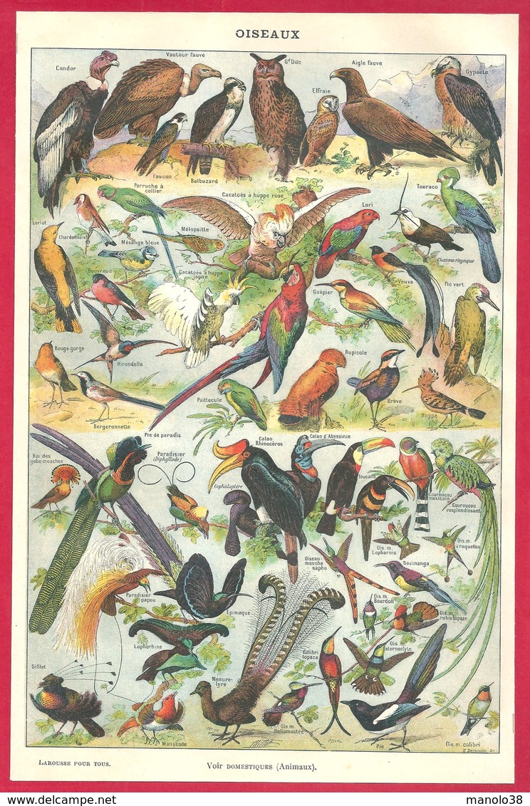 Oiseaux, Oiseau, Illustration Adolphe Millot, Larousse 1908 - Autres & Non Classés