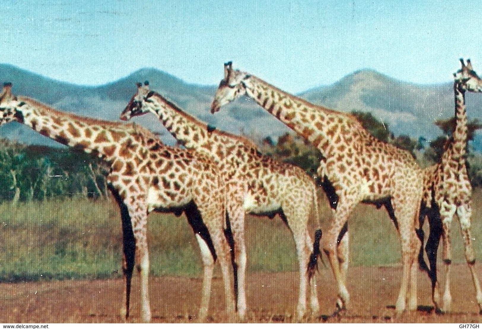 CPA BASUTOLAND -girafes -obl. 1956 MASERU - Lesotho