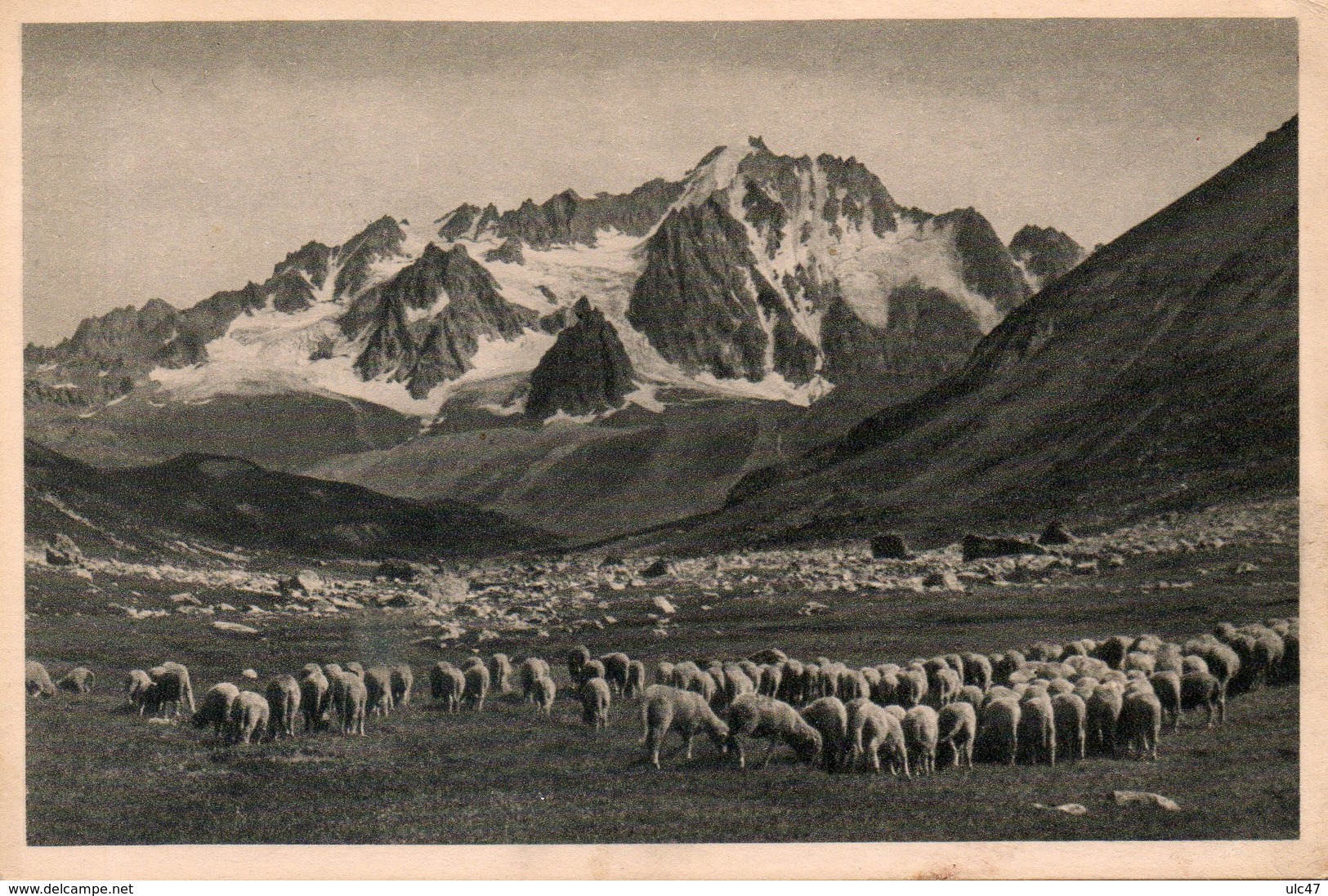 - HAUTES-ALPES. - La Grave. - Troupeau De Moutons - Scan Verso - - Altri & Non Classificati