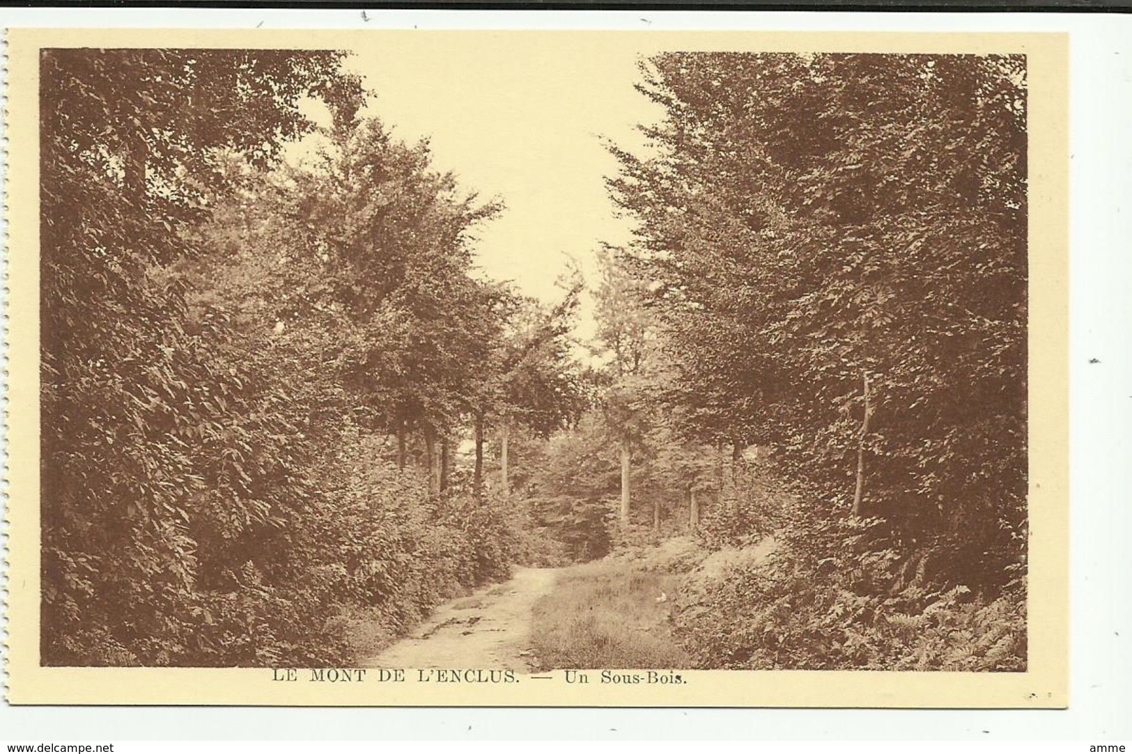 Orroir  -  Mont De L'Enclus - Kluisberg  *    Le Mont De L'enclus - Un Sous-bois - Kluisbergen