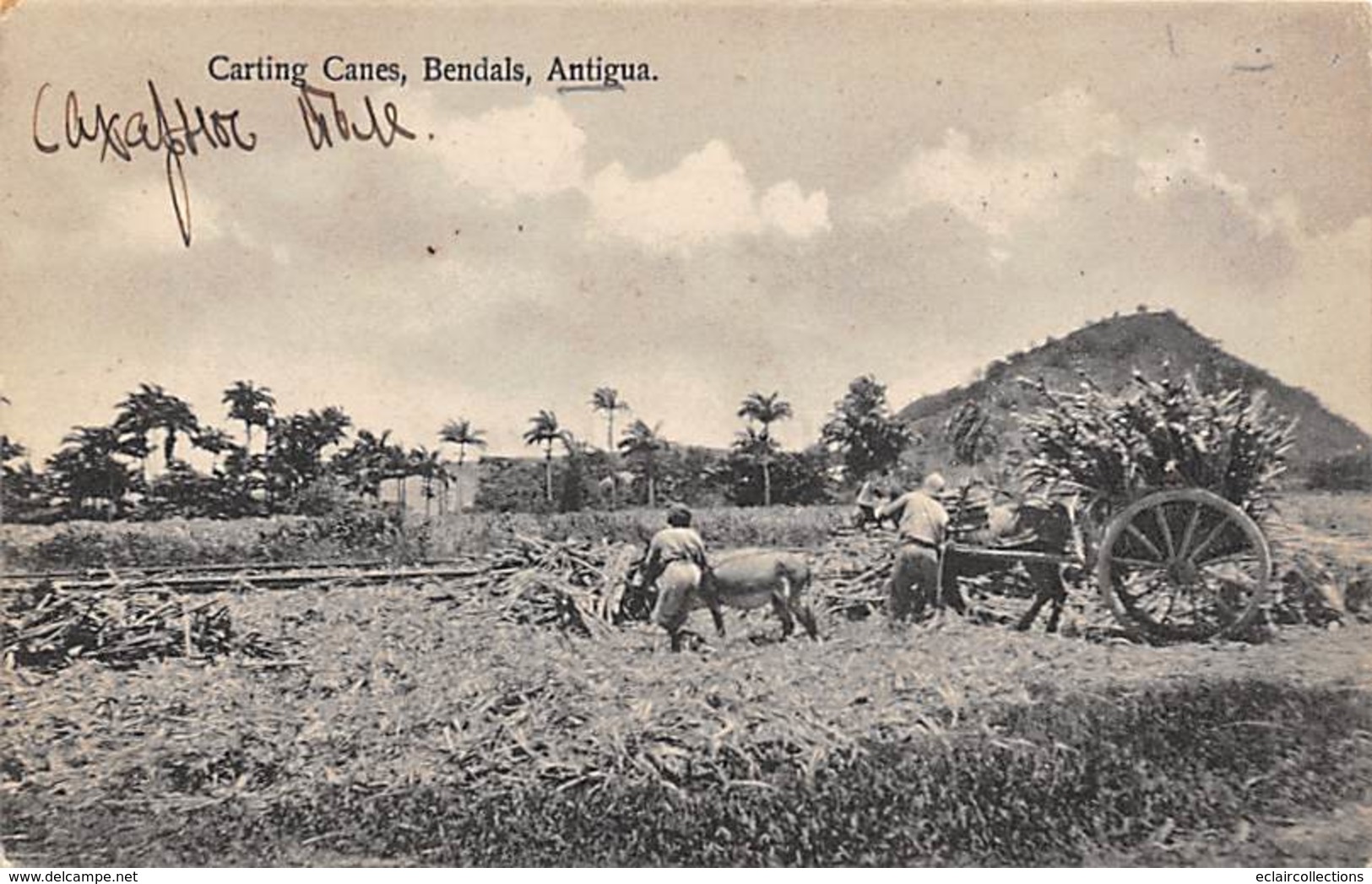 Antilles  .Antigua      Carting Canes Bendals    (voir Scan) - Antigua Y Barbuda