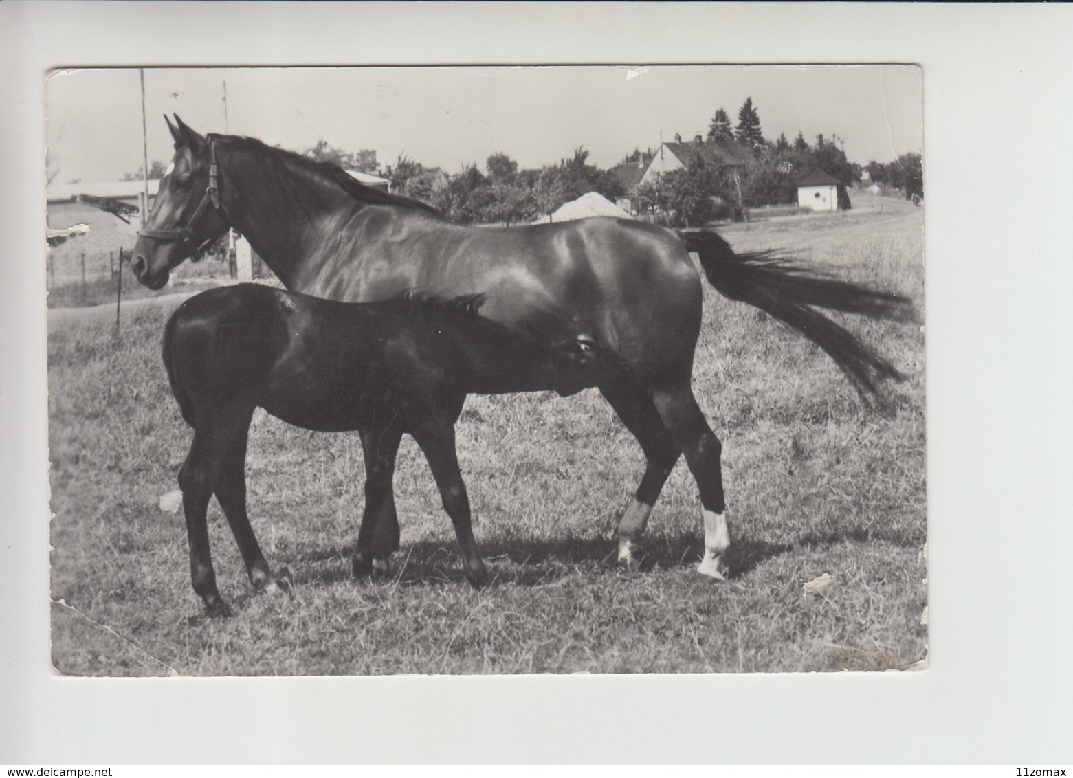 CHEVAUX HORSE PFERDE  (an1193) Foto: Pammler - Karl Marx Stadt - Cavalli