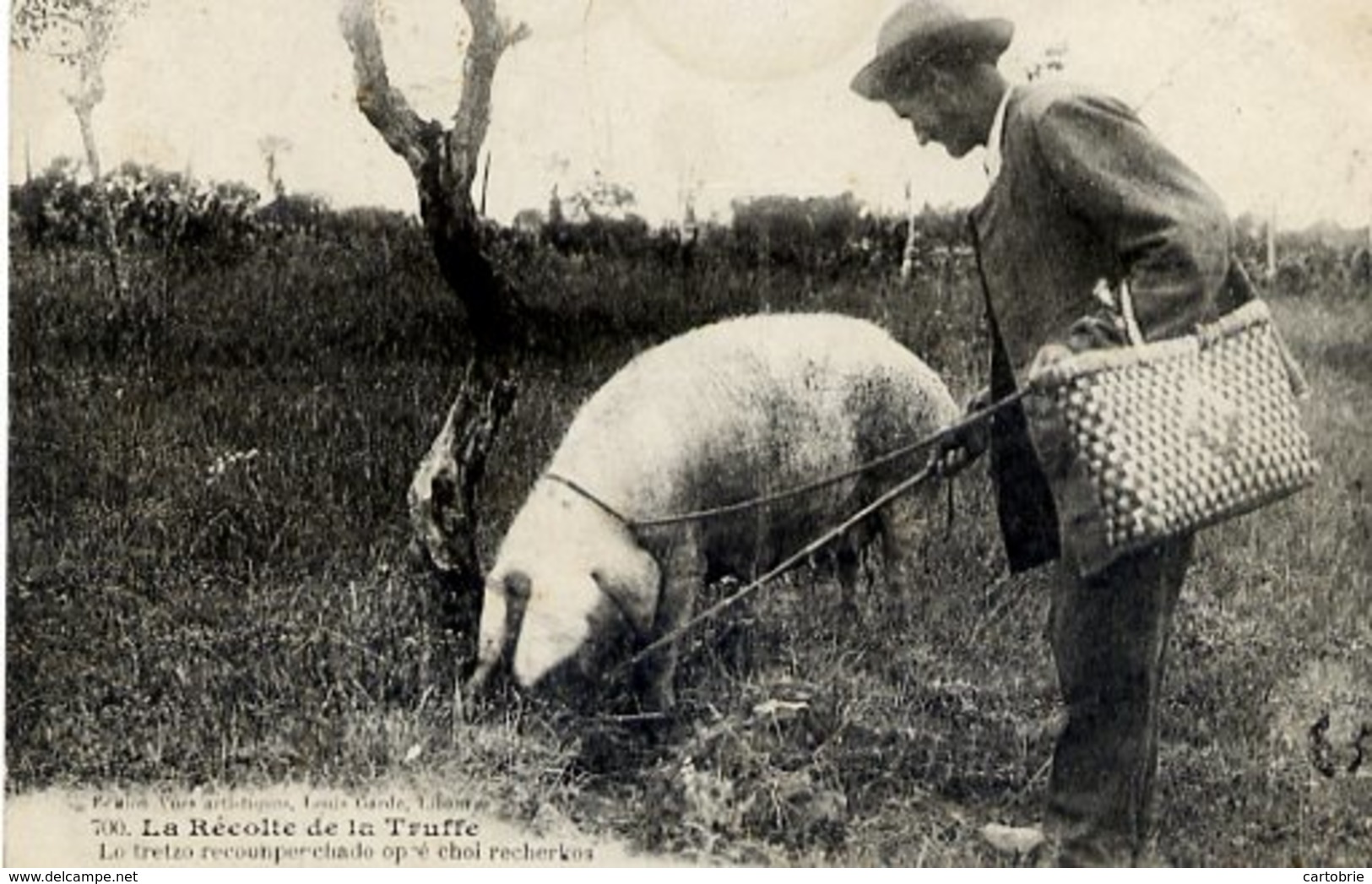 24 La Récolte De La Truffe - Lo Tretzo Recounpenchado Opré Choi Recherkos - COCHON - Autres & Non Classés