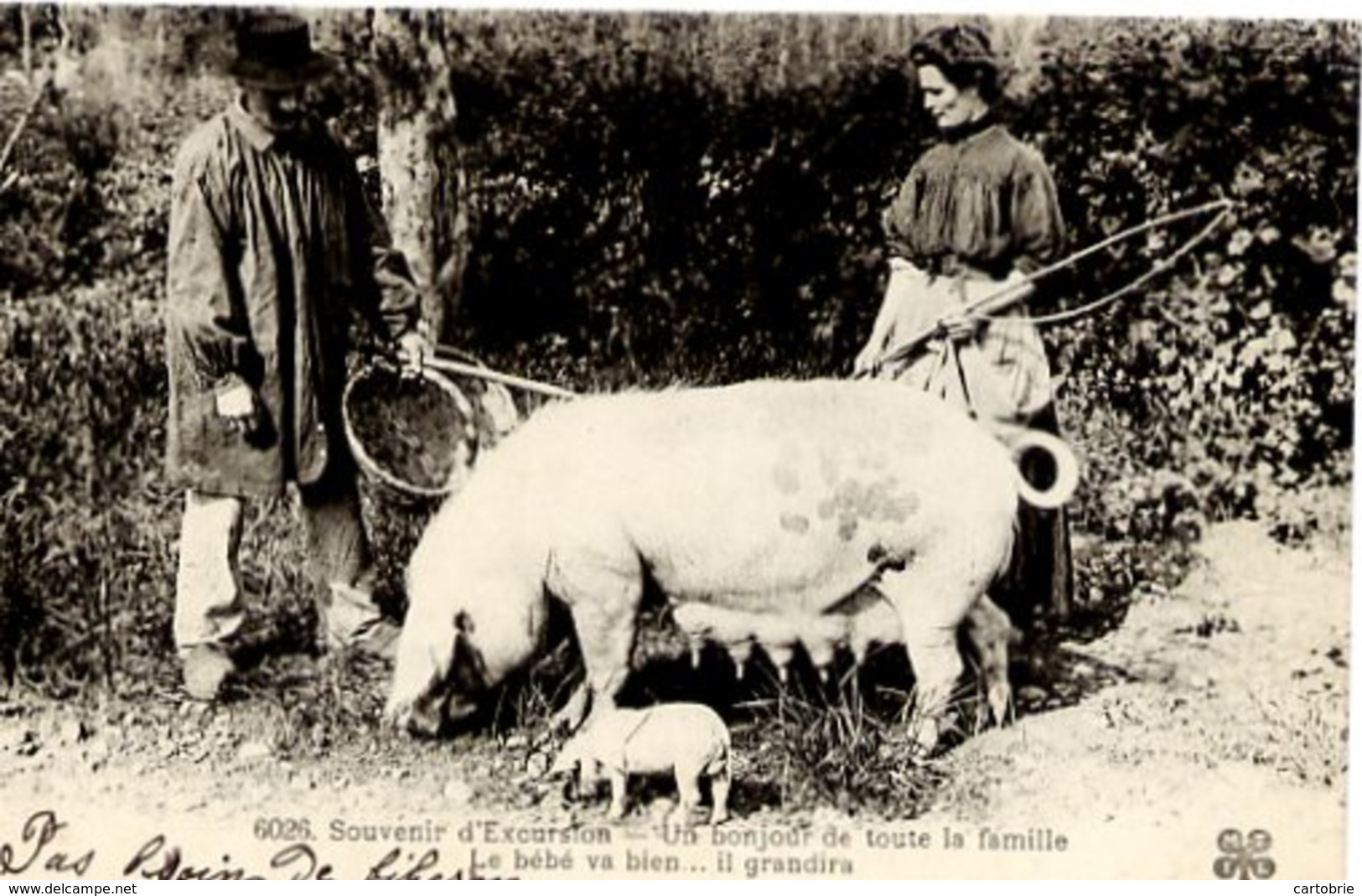 24 Souvenir D'Excursion - Un Bonjour De Toute La Famille... Recherche De La Truffe ? - COCHON - MTIL N° 6026 - Autres & Non Classés