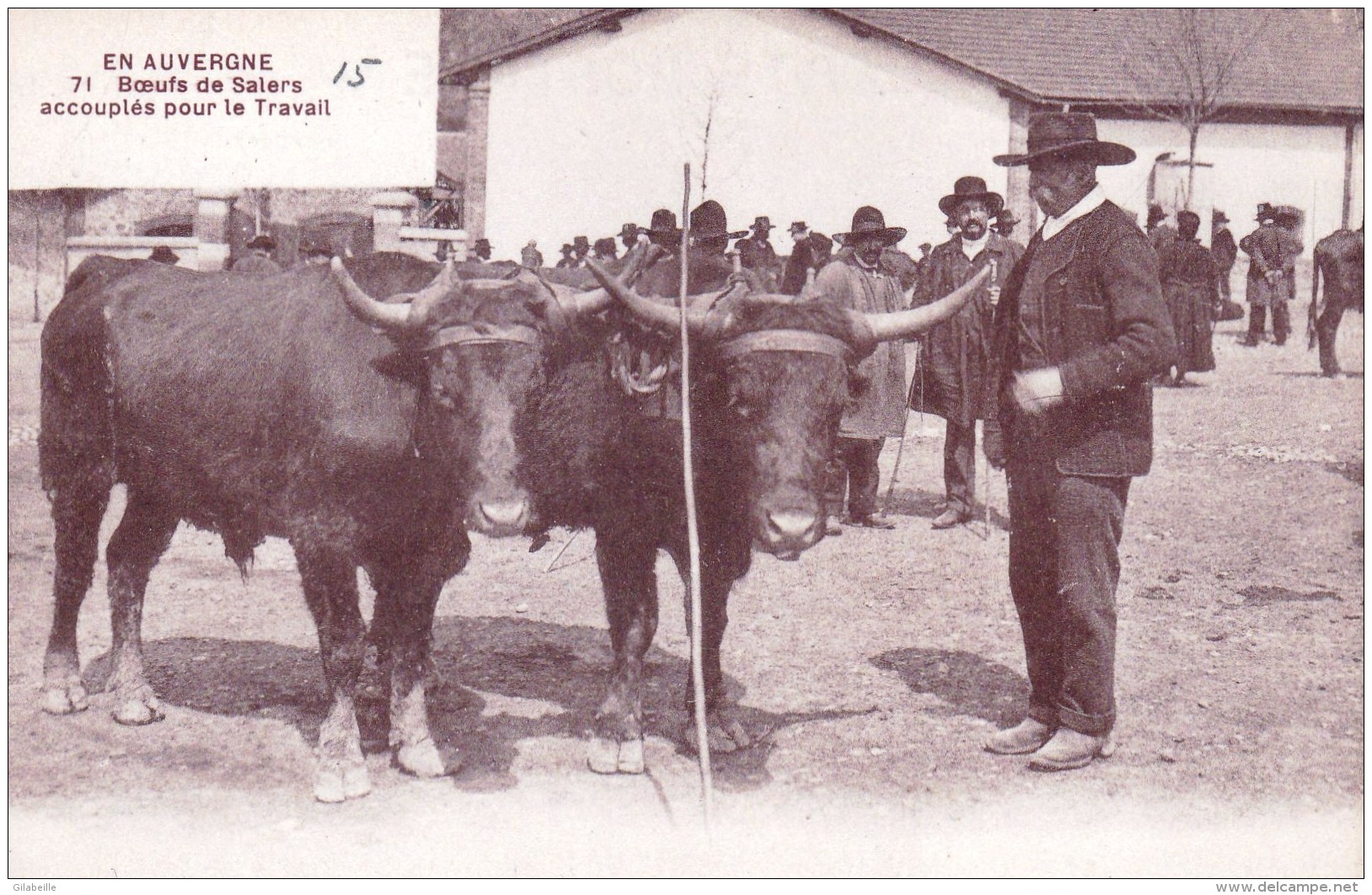 15 - Cantal - En Auvergne -  Boeufs De SALERS Accouplés Pour Le Travail - Autres & Non Classés