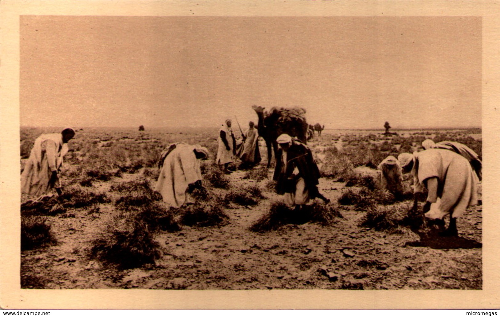 Algérie - Dans Le Sud - Arrachage De L'Alfa - Centenaire En 1930 - Scènes & Types