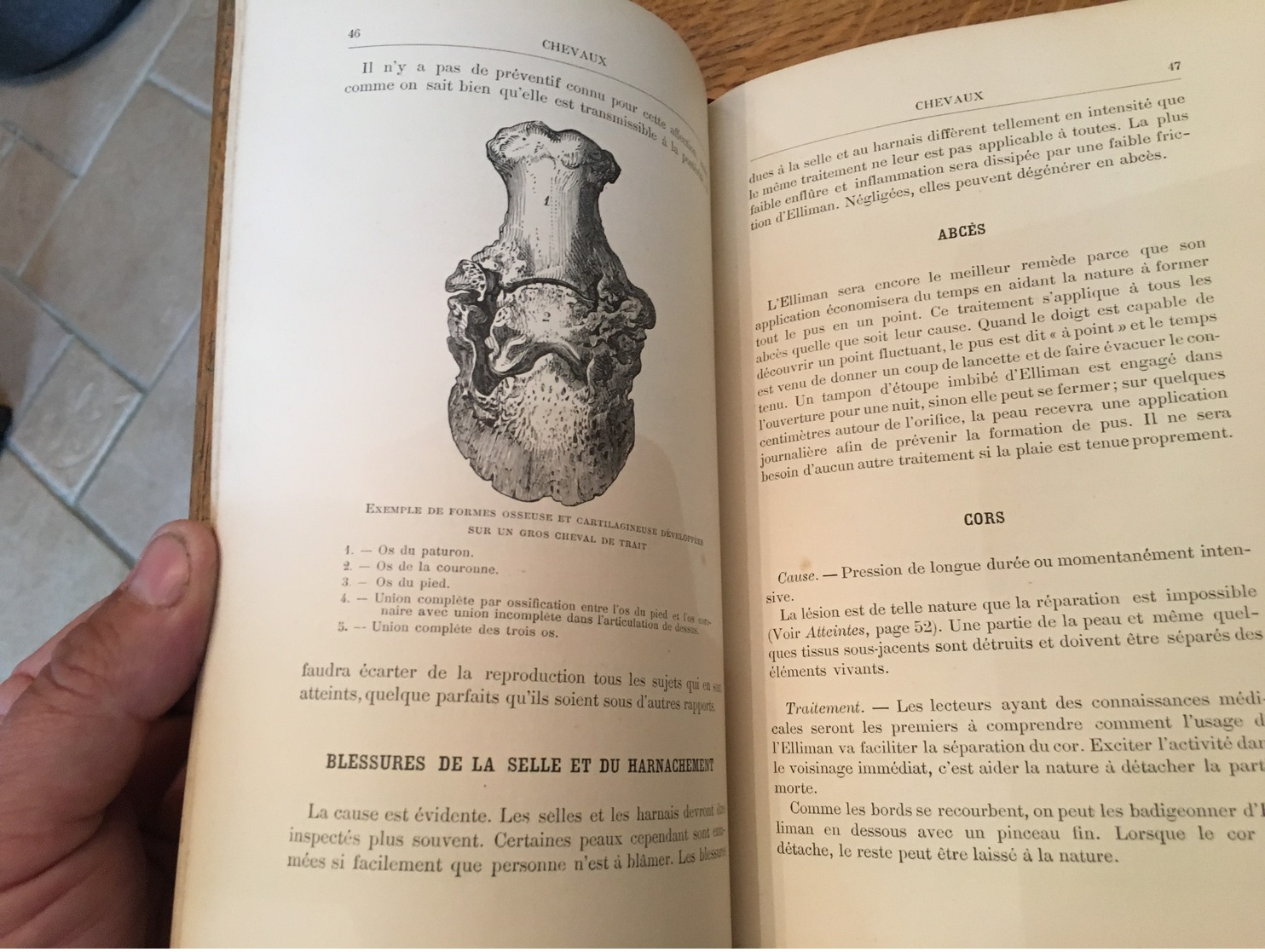 164/ premiers secours aux animaux malades et blesses chevaux chiens oiseaux betail 1900