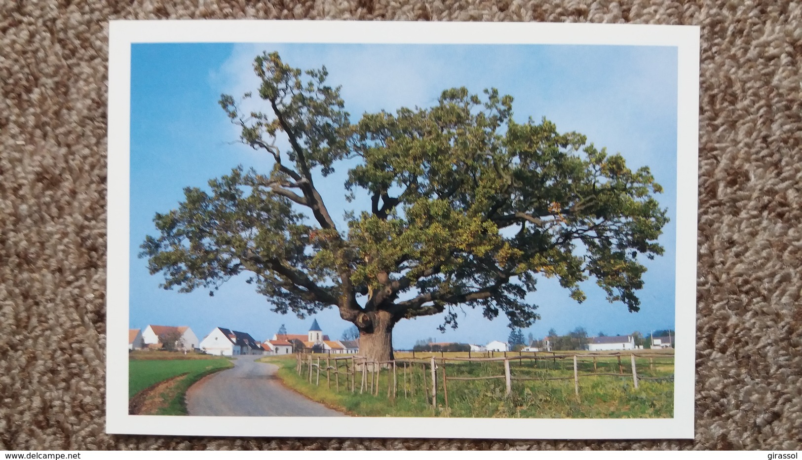 CPM ARBRE NON LOCALISE ARBRES REMARQUABLES ASSOCIATION PROTECTION ARBRES - Arbres