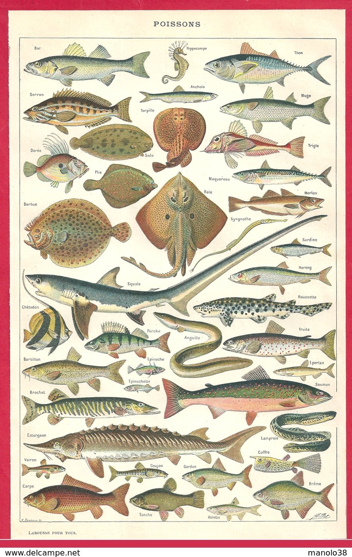 Poissons, Poisson, Illustration Adolphe Millot, Bar, Thon, Hippocampe, Serran, Anchois, Muge..., Larousse 1908 - Autres & Non Classés