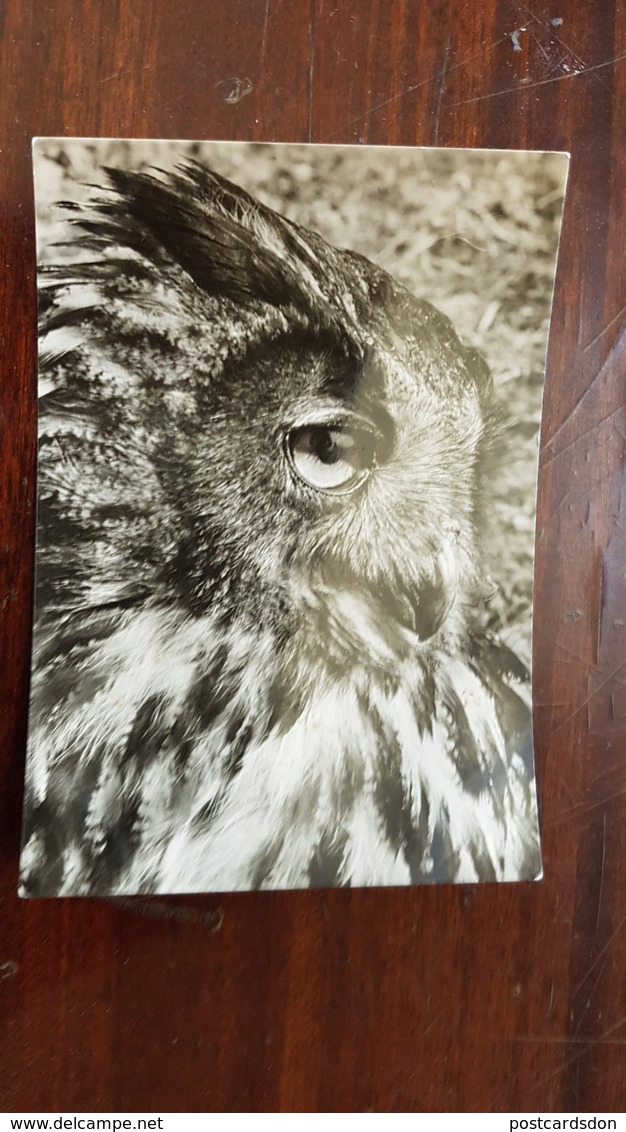 "Eagle Owl In Prague Zoo". Old Postcard.. 1950s - Oiseaux