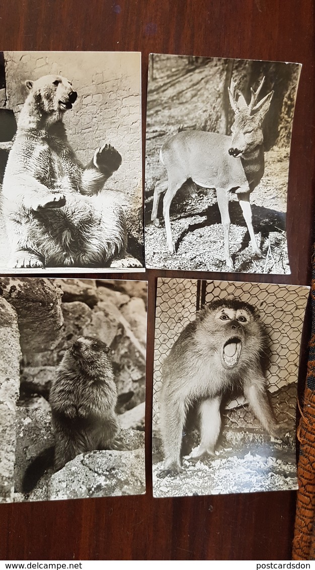 Prague - Praha Zoo. 4 PCs Lot. 1960s - Andere & Zonder Classificatie