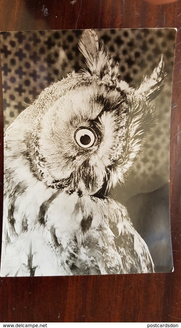 "Eagle Owl In Prague Zoo". Old Postcard.. 1950s Falco - Oiseaux