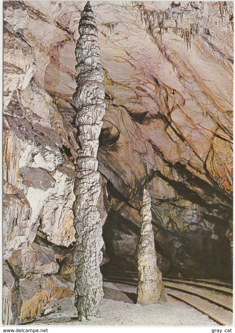 Slovenia, POSTOJNSKA JAMA, Cave, Cipresa, The Cypress, Unused Postcard [21902] - Slovenia